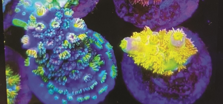 two-corals