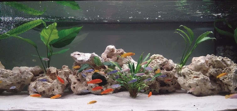 Planted Aquascaping for African Rift Lake Cichlids | TFH Magazine planted african cichlid tank