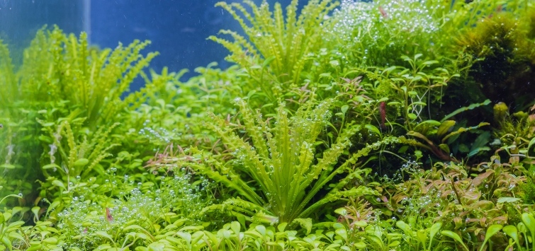 helferi aquarium plant