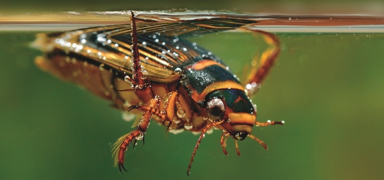 adult diving beetle