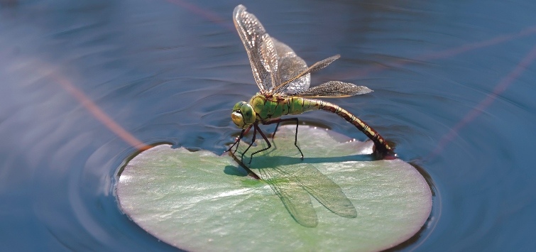female emperor dragonfly