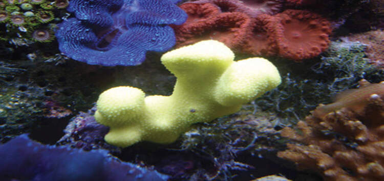 porites coral