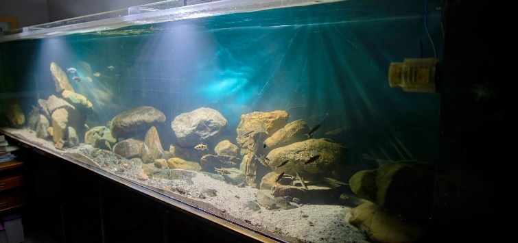 aquarium-with-LED-lighting