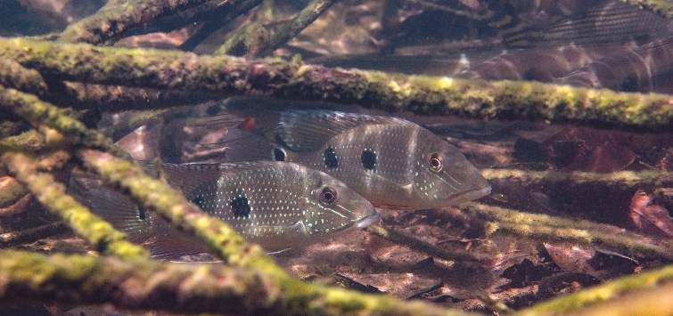 fish-in-wild-habitat