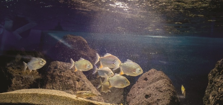 school-of-fish