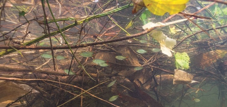 tetras-natural-environment