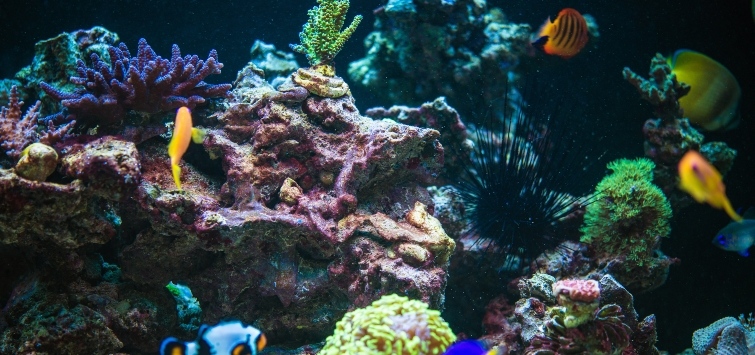 aquarium coral rock