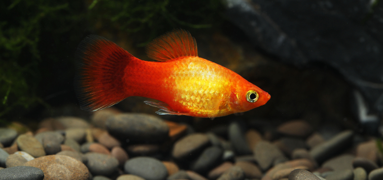 stocking tank article image 1