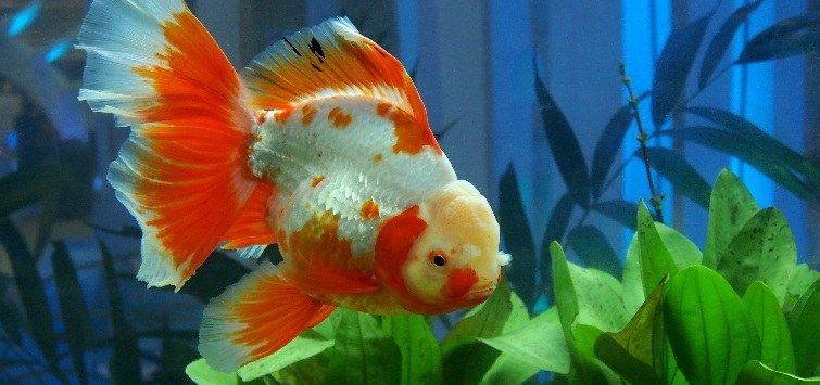 oranda