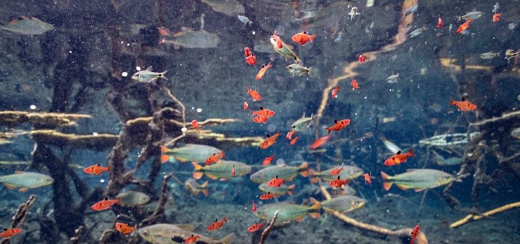 serpae tetras in rio da prata