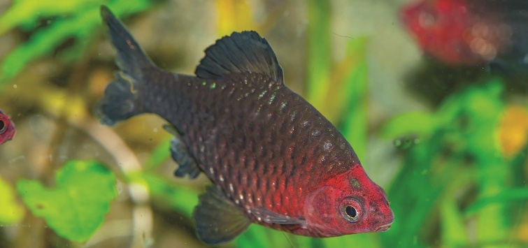 black-ruby-barb