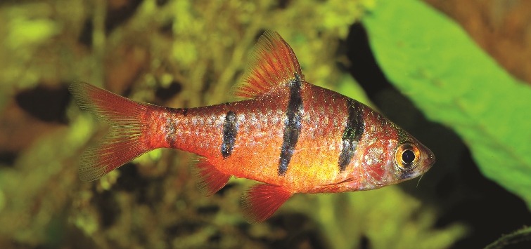 five-striped-barb