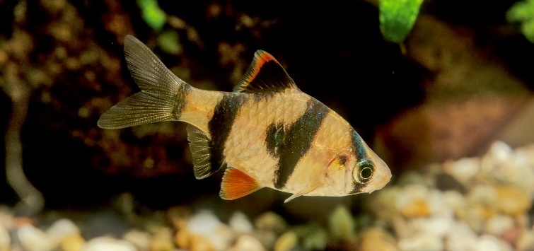 single-tiger-barb