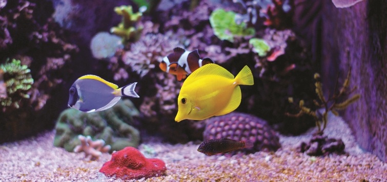 saltwater aquarium