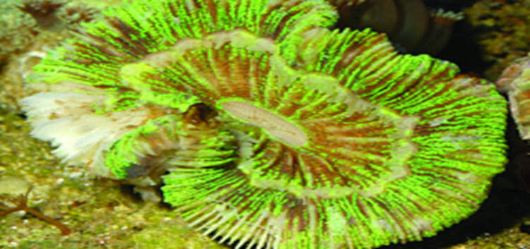 Open Brain Coral Care | Tropical Fish Hobbyist Magazine