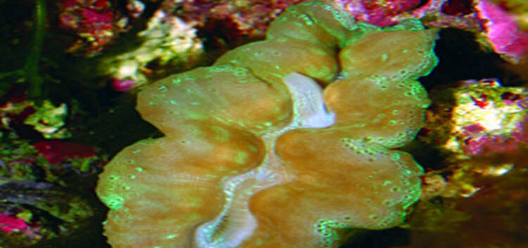 what is coral bleaching