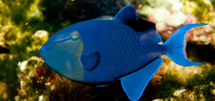Triggerfish Tree Reef-Friendly Triggerfish Species | Tropical Fish Hobbyist Magazine