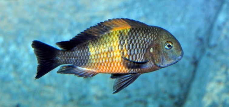 Tropheus care new arrivals