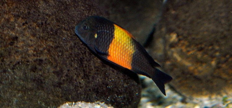 tropheus-moorii