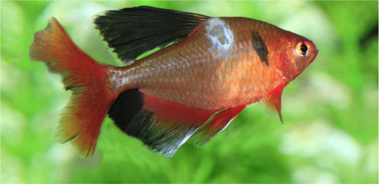 Health article fish with ulcer