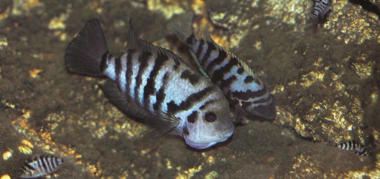 Amatitlania nigrofasciata 8 (1)