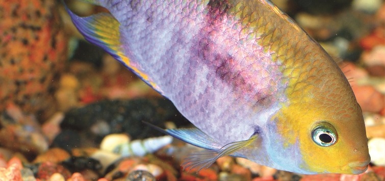 本当に信頼出来る店 Cichlids Dwarf of Types 12 from Magazine TFH | America Central 洋書