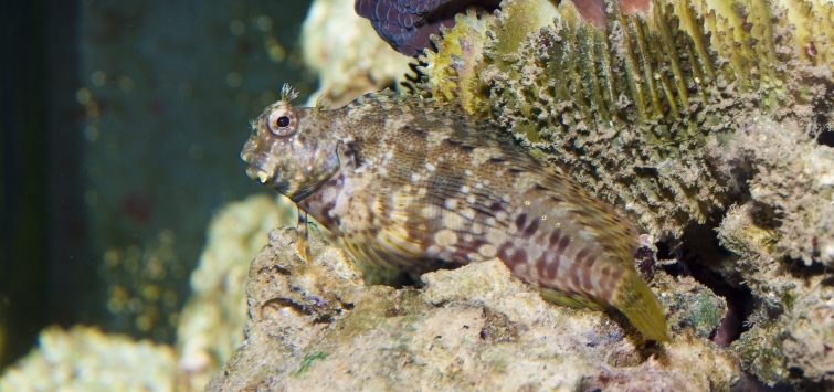 Lawnmower Blenny 1 Lawnmower Blenny