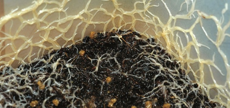 grindal worm culture