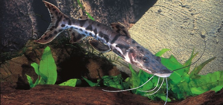 Gulper Catfish Care  Tropical Fish Hobbyist Magazine