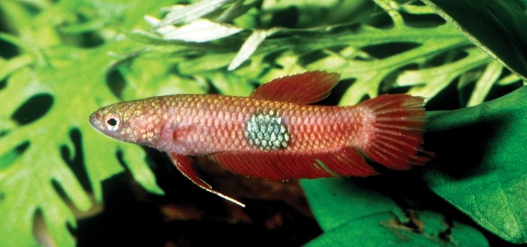 Betta-brownorum