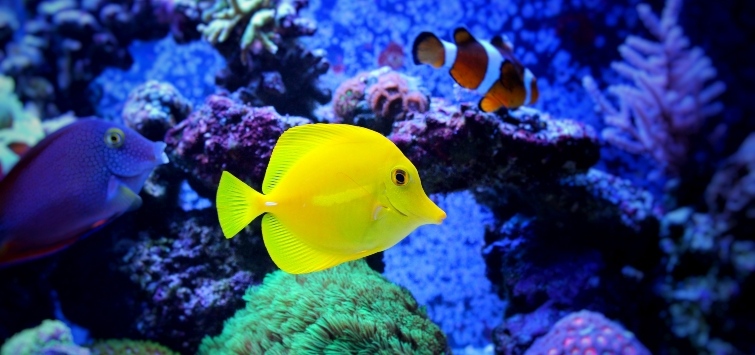 yellow tang facts