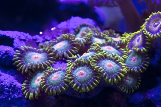 button polyps