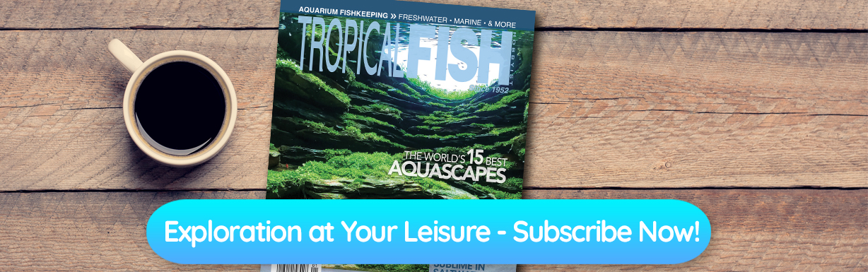 CAROUSEL_TABLE_WOOD_NOPRICE