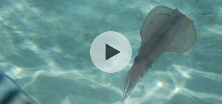 squid with play button